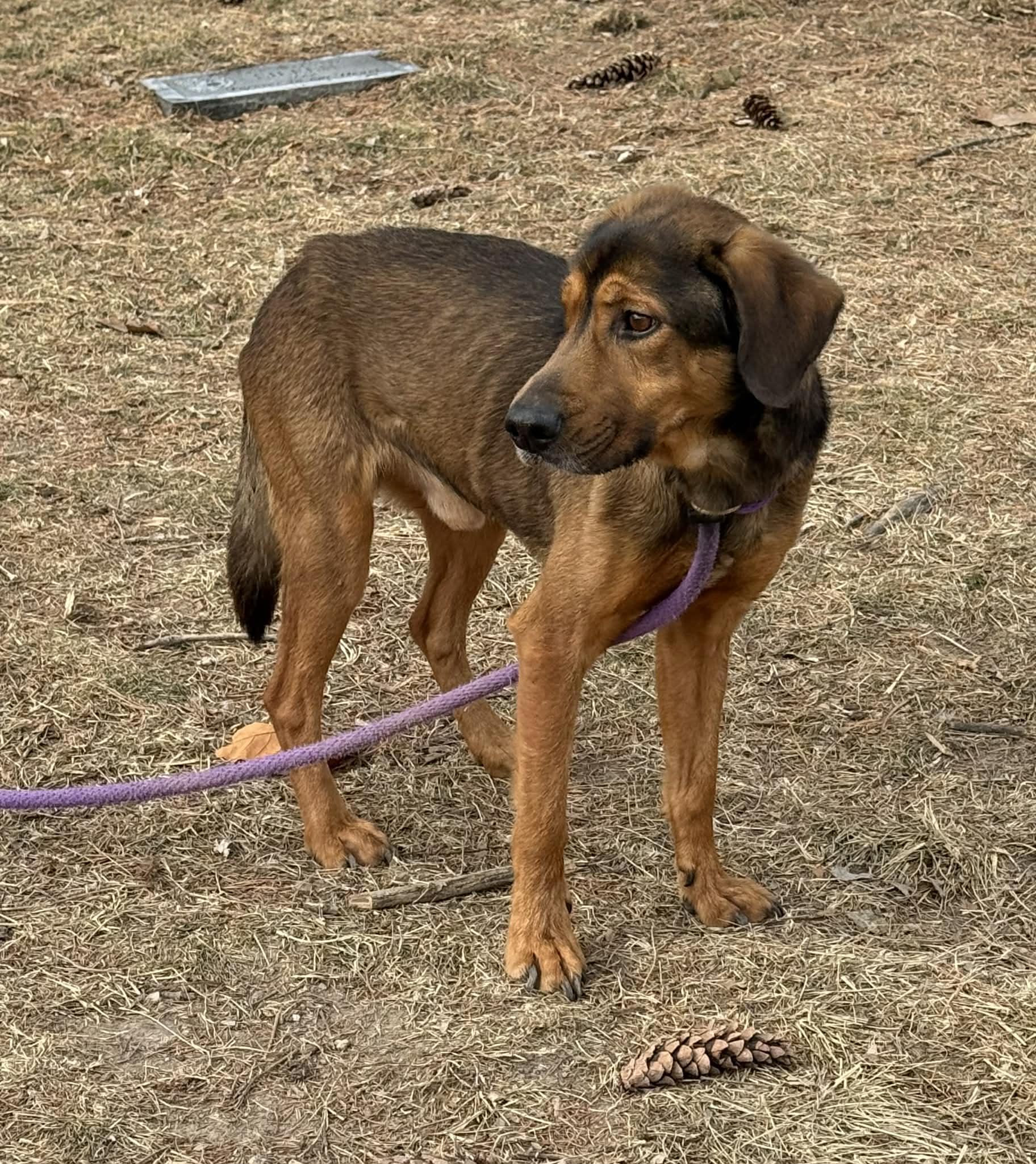 Enlarge Cooper (in a FOSTER home), a ADOPTABLE mixed breed in Springfield, IL image 4/4