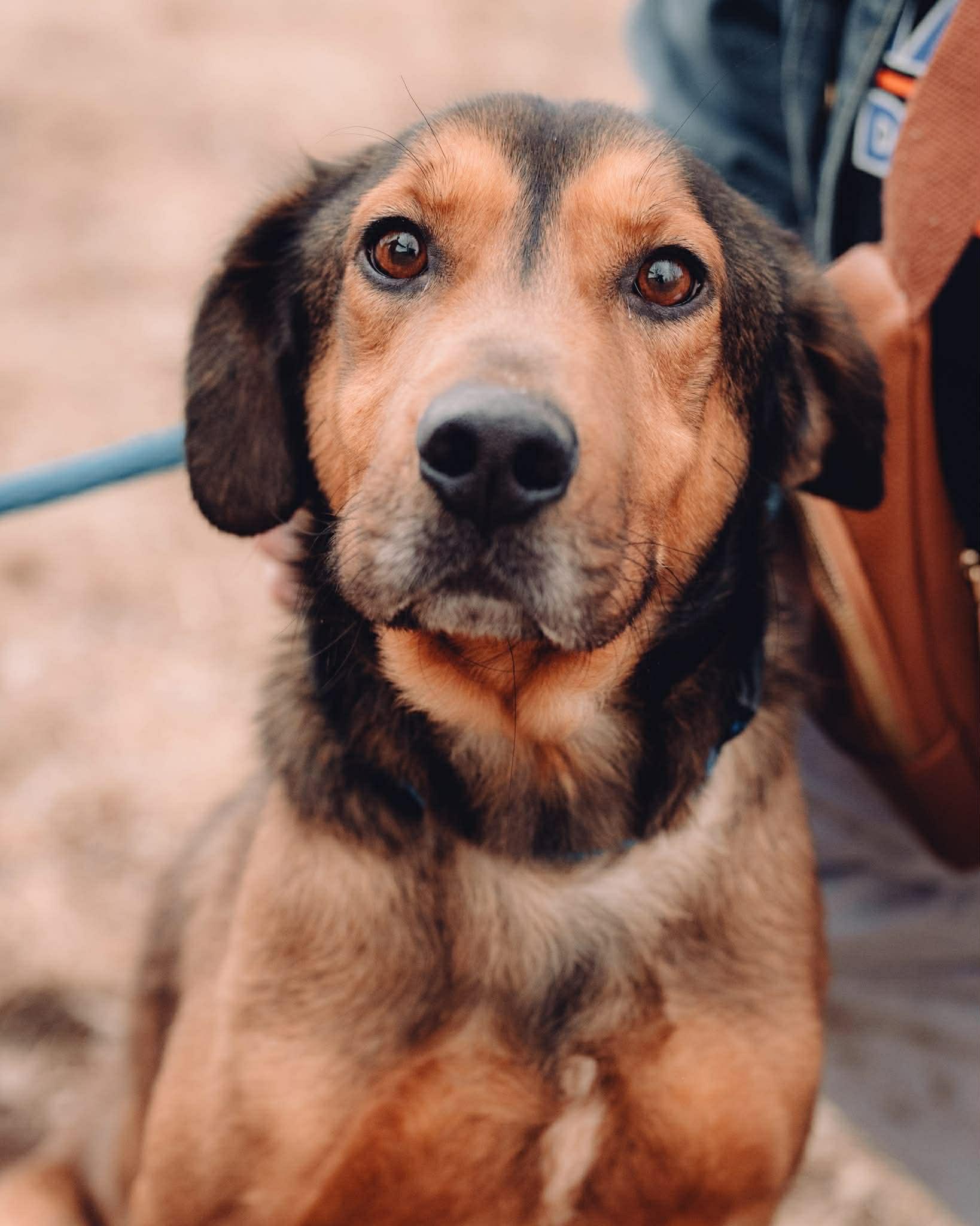 Cooper (in a FOSTER home), ADOPTABLE, Adult Male Black and Tan Coonhound.