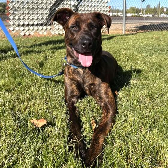 Della, an adoptable Pit Bull Terrier in Redding, CA, 96099 | Photo Image 2