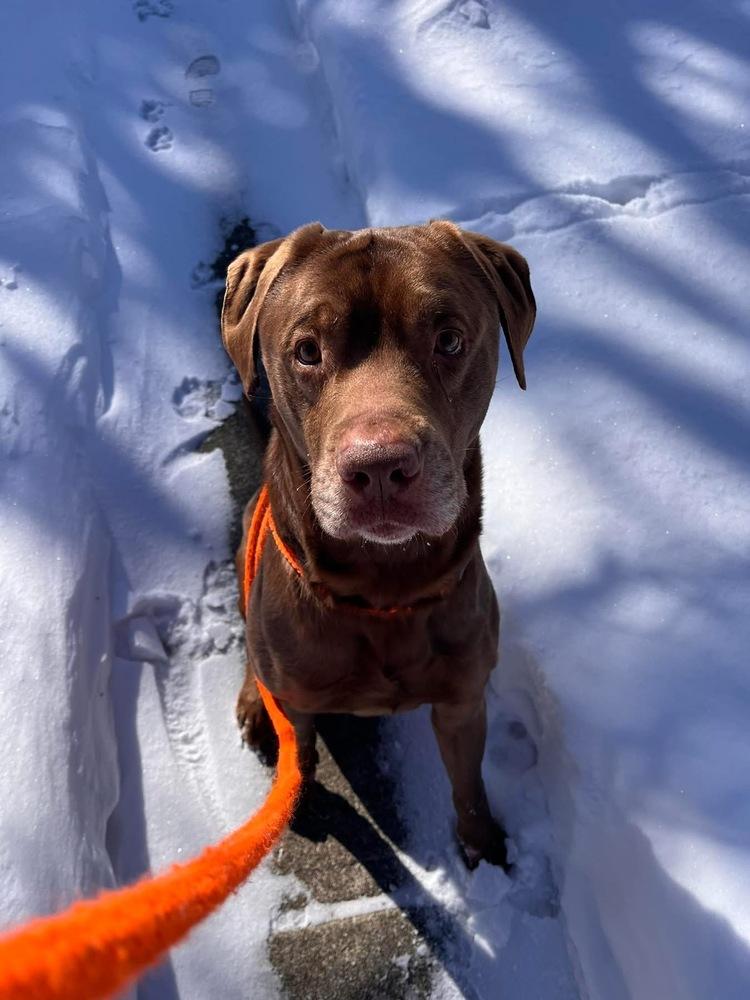 Enlarge Harry, a Adoptable mixed breed in Columbus, OH image 1/6