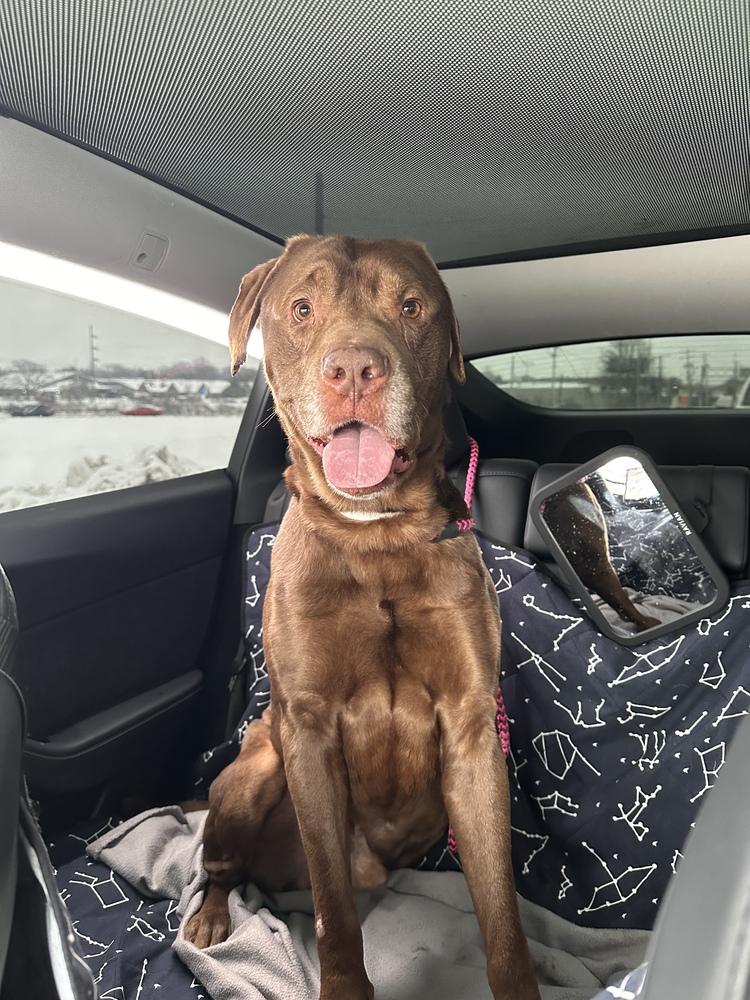 Enlarge Harry, a Adoptable mixed breed in Columbus, OH image 2/6