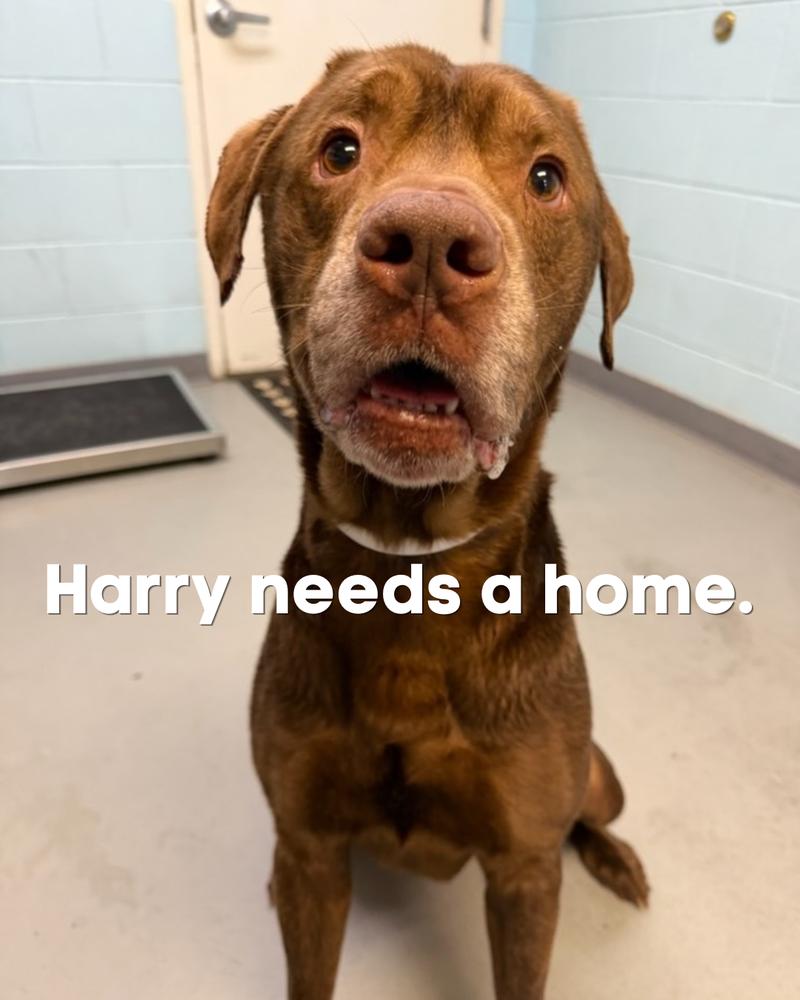 Enlarge Harry, a Adoptable mixed breed in Columbus, OH image 4/6