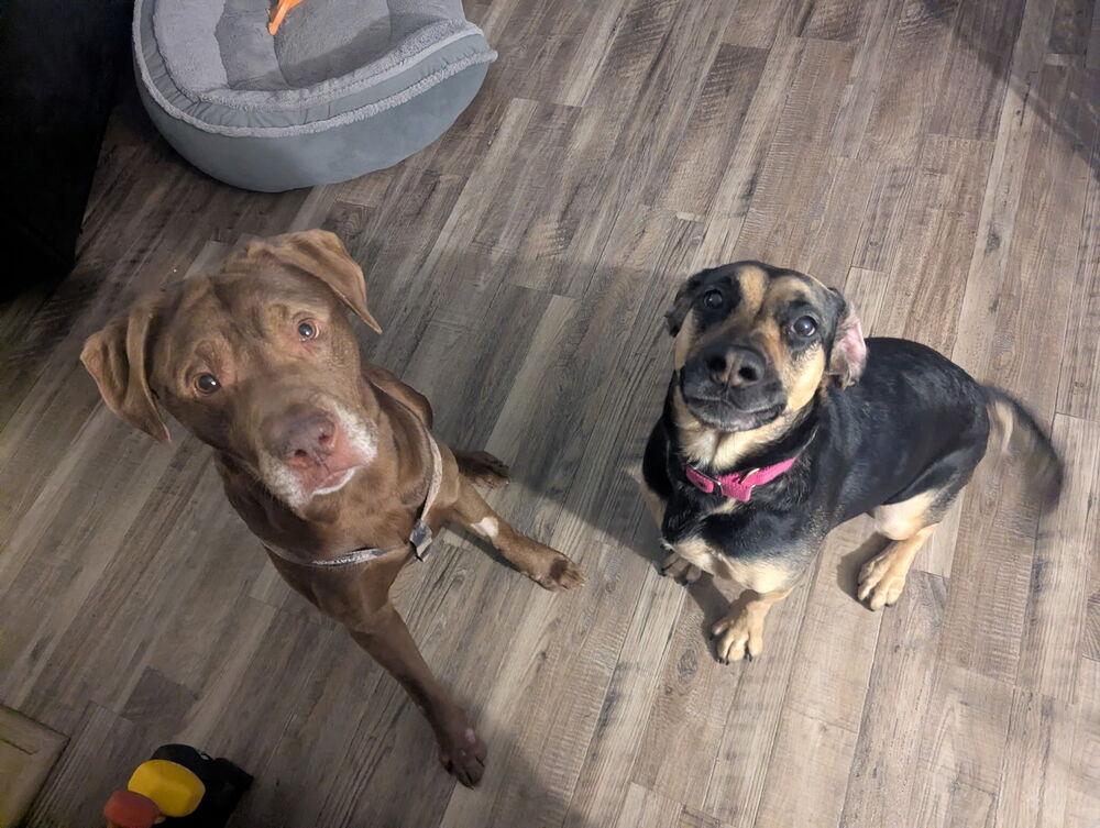 Enlarge Harry, a Adoptable mixed breed in Columbus, OH image 5/6