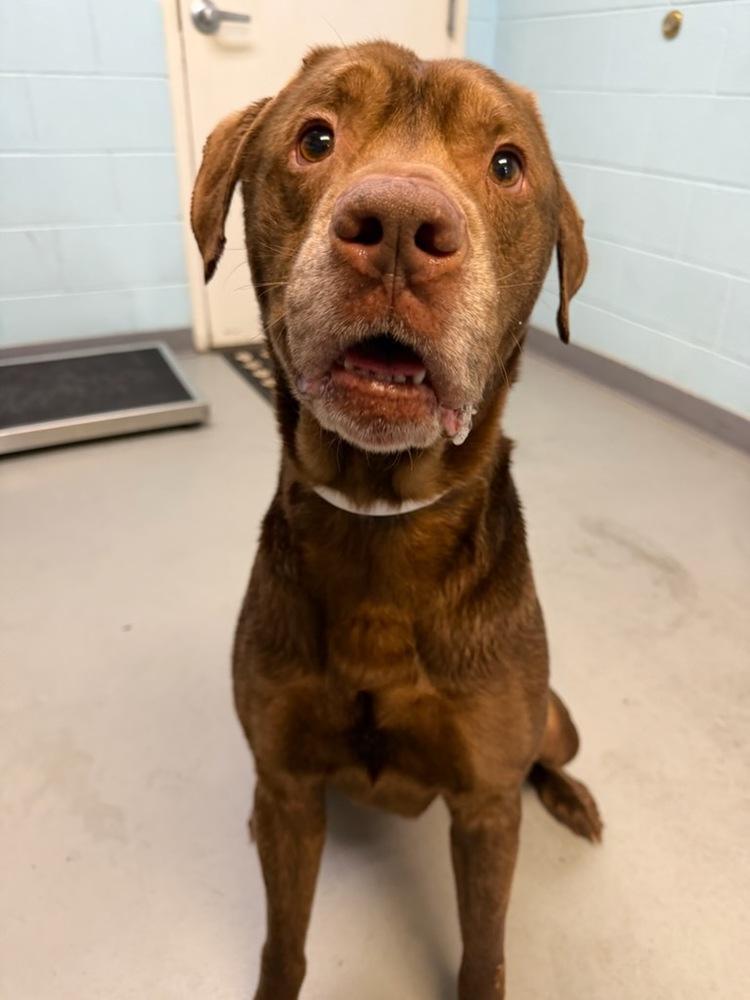 Enlarge Harry, a Adoptable mixed breed in Columbus, OH image 6/6