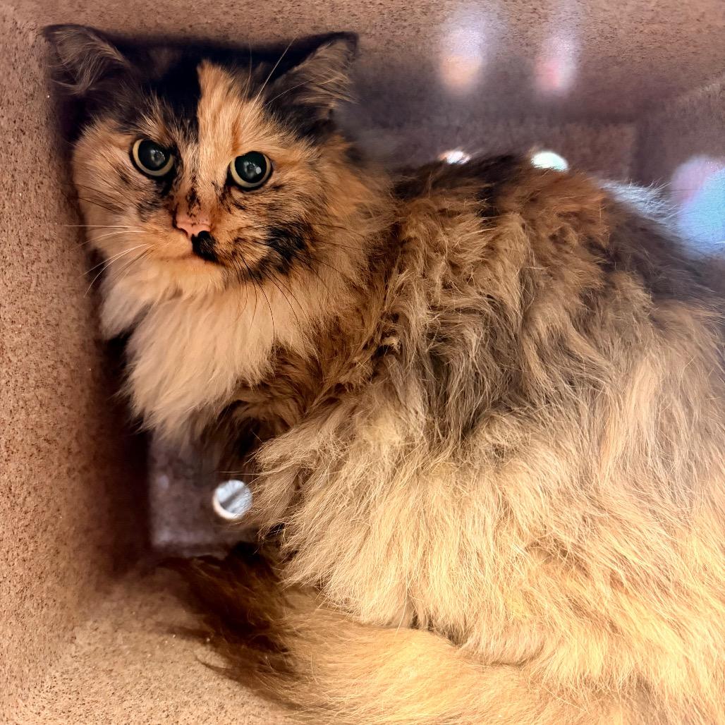 Aurora, Adoptable, Senior Female Domestic Medium Hair.