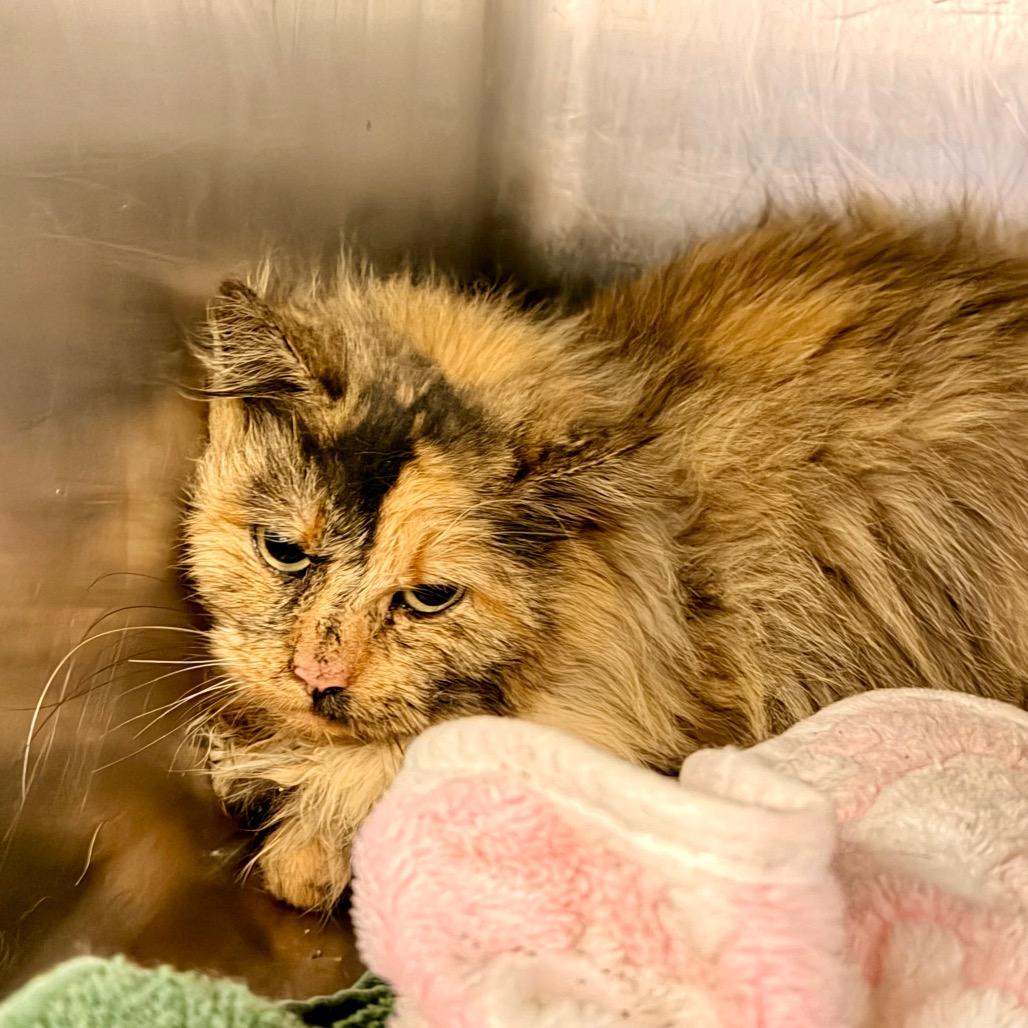 Enlarge Aurora, a Adoptable Domestic Medium Hair in Evensville, TN image 2/3