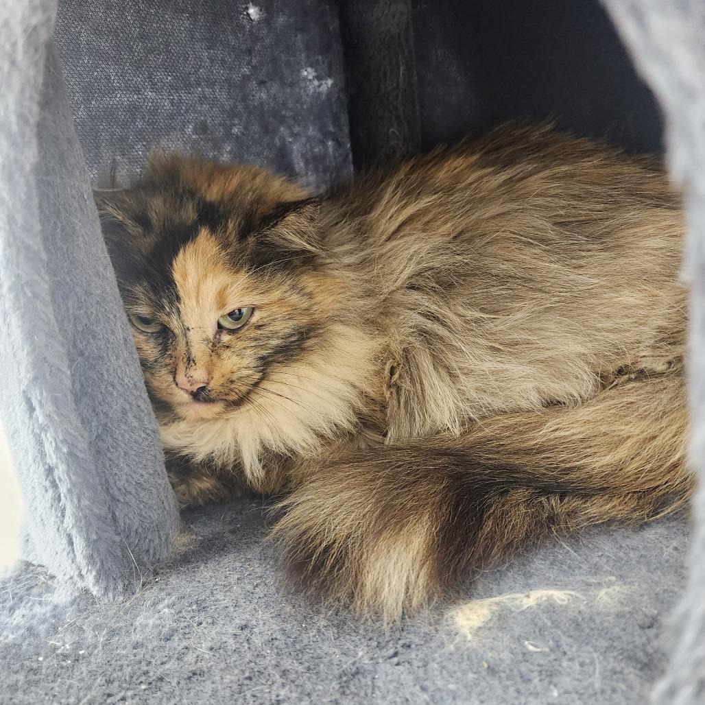 Aurora — thumbnail 3