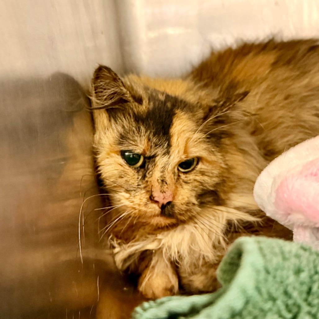 Enlarge Aurora, a Adoptable Domestic Medium Hair in Evensville, TN image 3/3