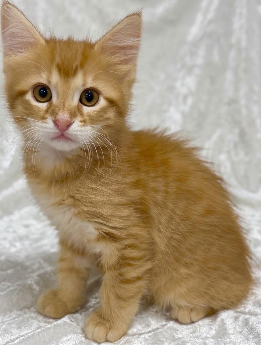Enlarge Apollo, a Adoptable Domestic Long Hair in Portsmouth, NH image 2/5