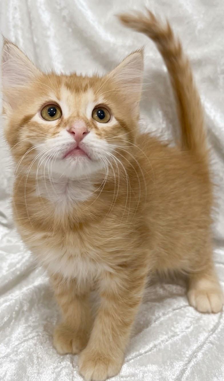 Enlarge Apollo, a Adoptable Domestic Long Hair in Portsmouth, NH image 3/5