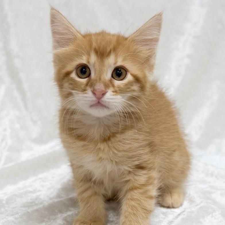 Apollo, Adoptable, Kitten Male Domestic Long Hair.