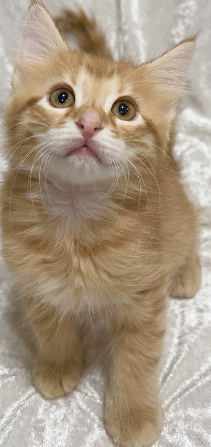 Enlarge Apollo, a Adoptable Domestic Long Hair in Portsmouth, NH image 4/5