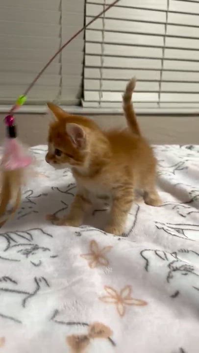 Enlarge Apollo, a Adoptable Domestic Long Hair in Portsmouth, NH video 5/5
