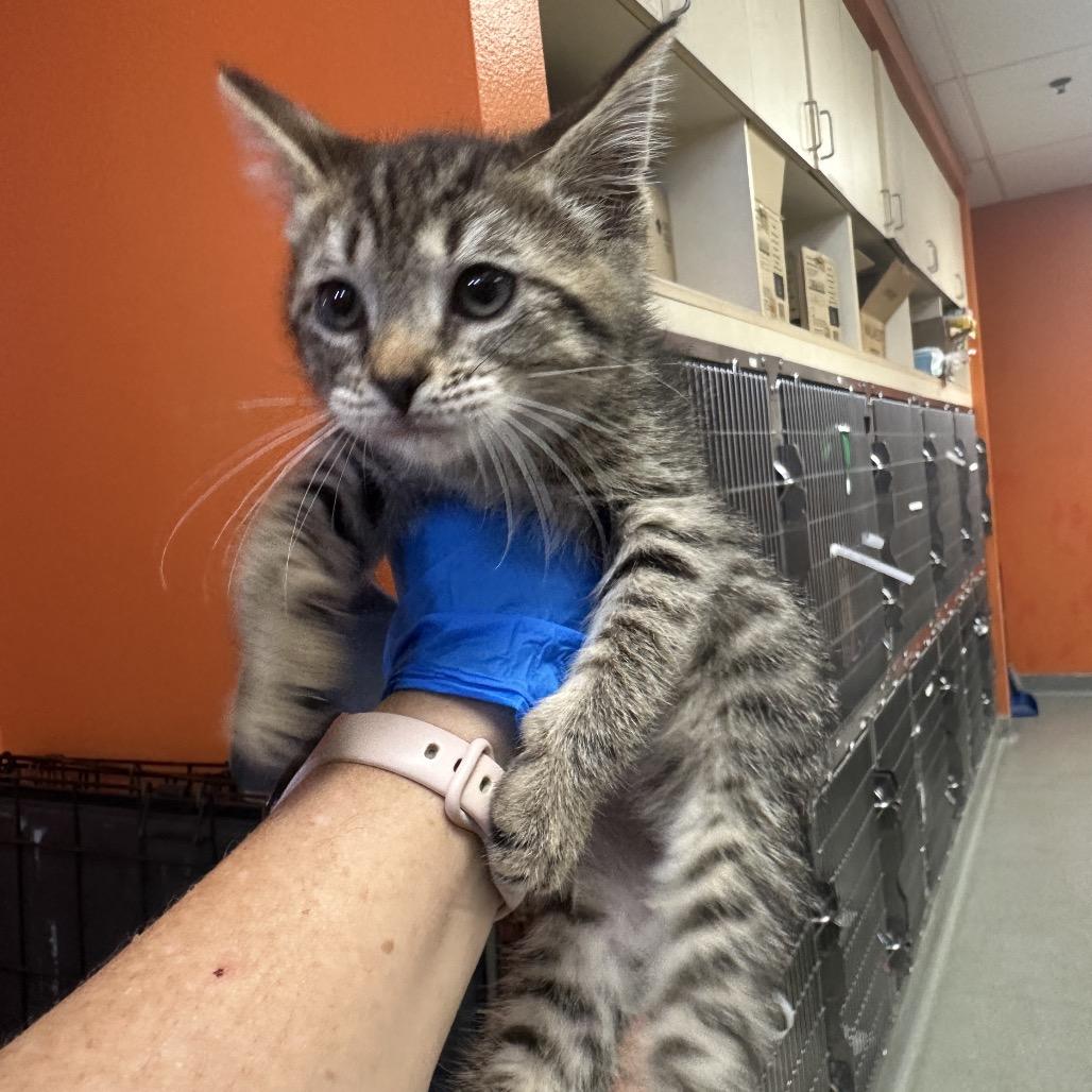 Titanium, Adoptable, Kitten Female Domestic Short Hair.