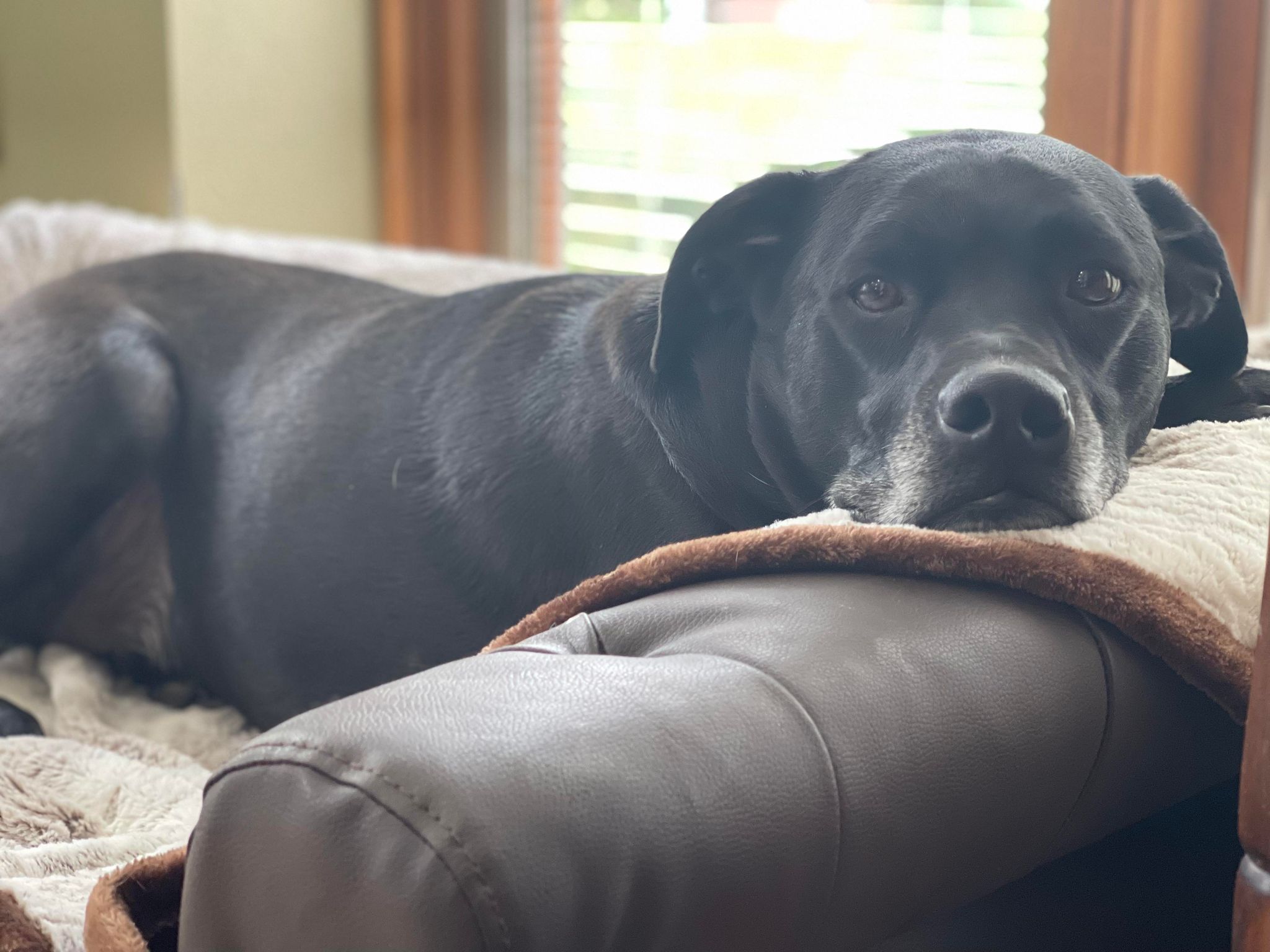 Toby Jr, Adoptable, Adult Male Beagle & Pug.