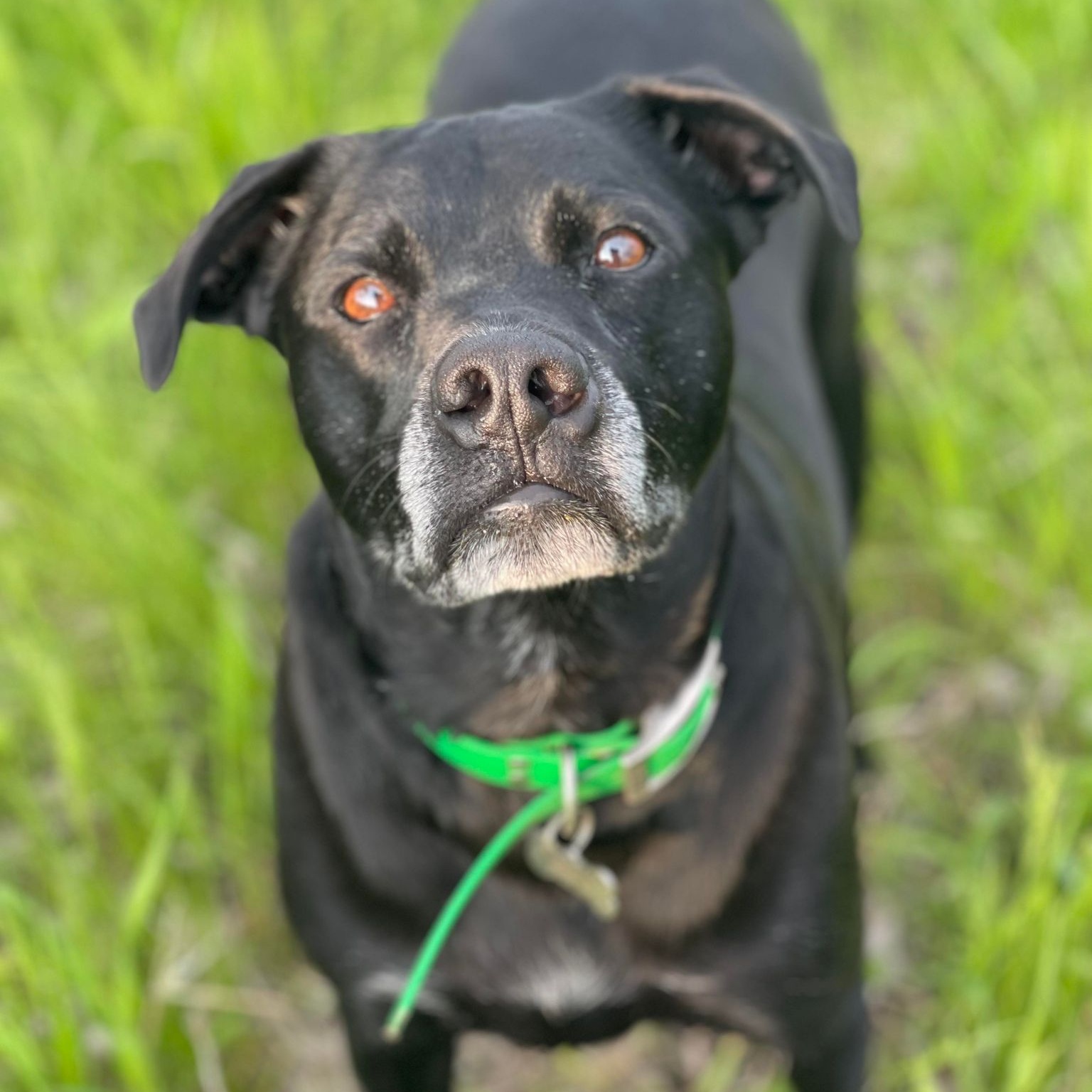 Enlarge Toby Jr, a Adoptable mixed breed in Grand Forks, ND image 2/5