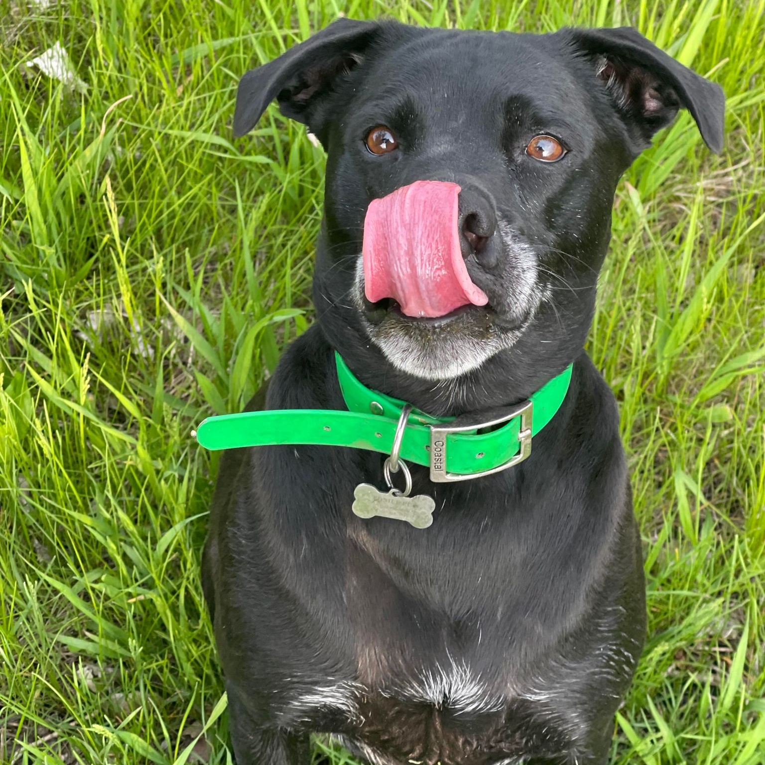 Enlarge Toby Jr, a Adoptable mixed breed in Grand Forks, ND image 3/5