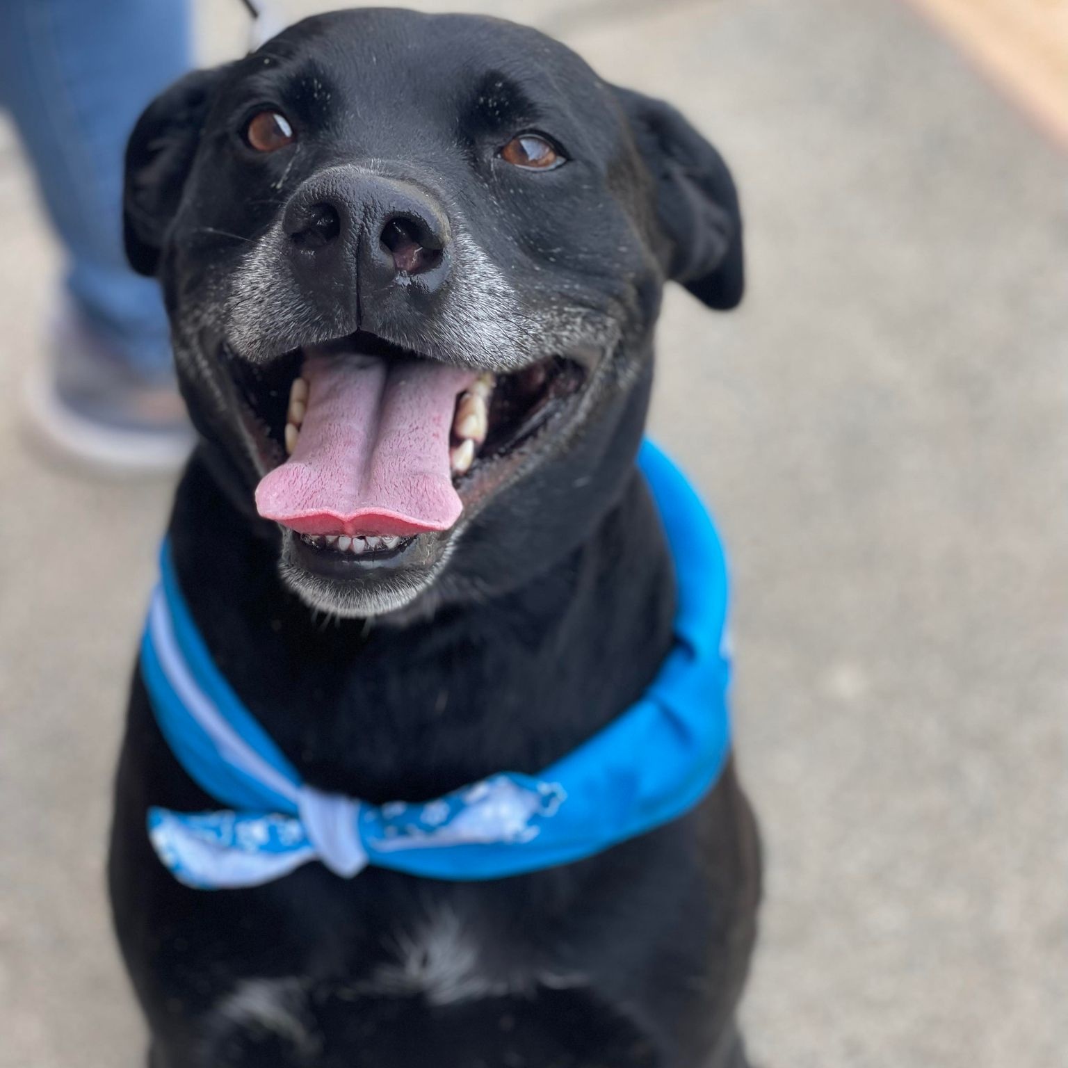 Enlarge Toby Jr, a Adoptable mixed breed in Grand Forks, ND image 4/5
