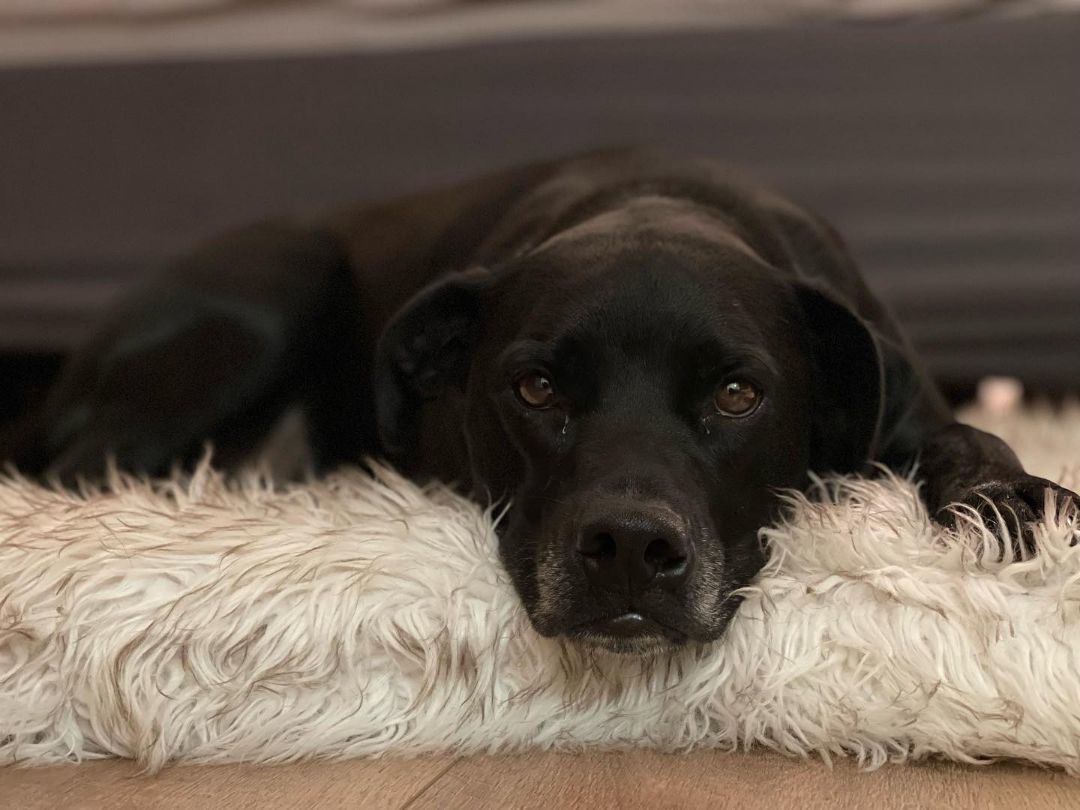 Enlarge Toby Jr, a Adoptable mixed breed in Grand Forks, ND image 5/5