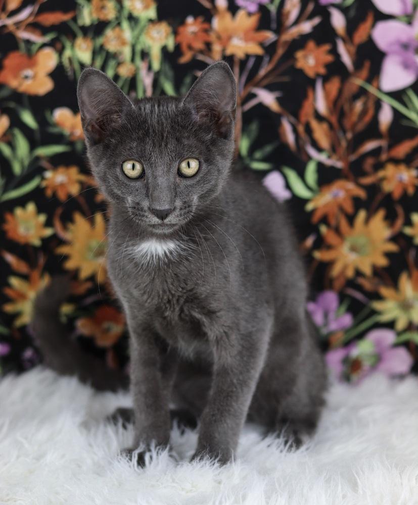 Instacart, Adopted, Kitten Male Domestic Short Hair.