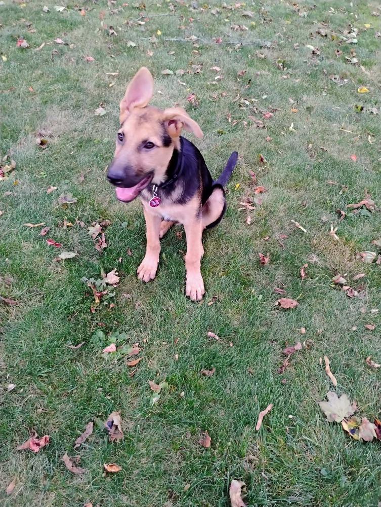 Enlarge Miles, a Adoptable mixed breed in Amherst, NY image 2/6