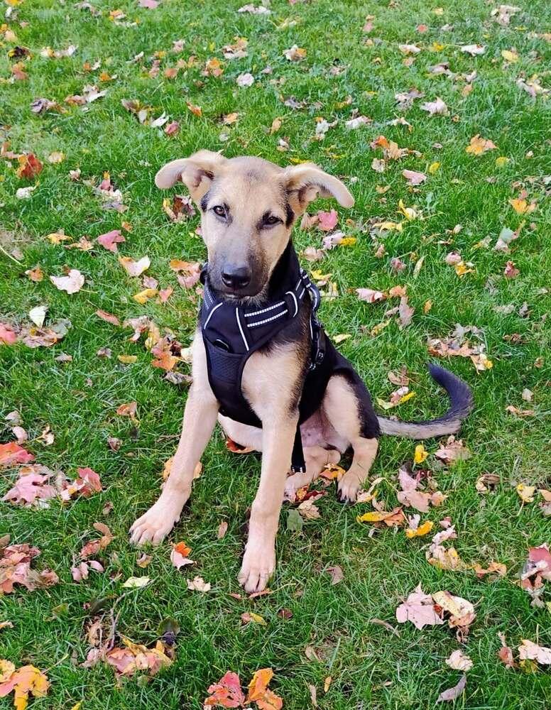 Enlarge Miles, a Adoptable mixed breed in Amherst, NY image 4/6