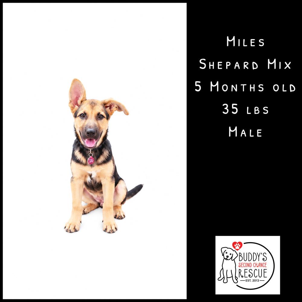 Enlarge Miles, a Adoptable mixed breed in Amherst, NY image 5/6