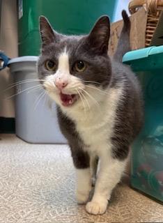 Enlarge Baby, a Adoptable Domestic Short Hair in Anderson, IN image 1/3