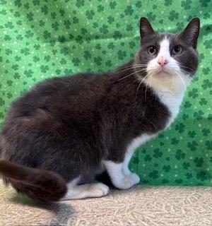 Enlarge Baby, a Adoptable Domestic Short Hair in Anderson, IN image 2/3