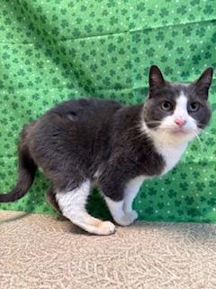 Enlarge Baby, a Adoptable Domestic Short Hair in Anderson, IN image 3/3