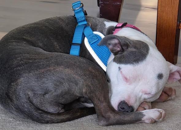 Poppy, a ADOPTABLE mixed breed in Amherst, VA image 2/4