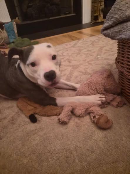 Poppy, a ADOPTABLE mixed breed in Amherst, VA image 1/4