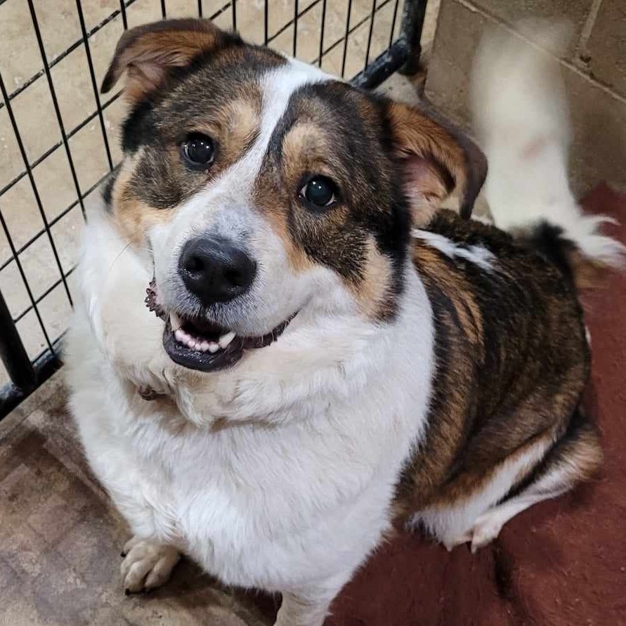 Nova — thumbnail 2