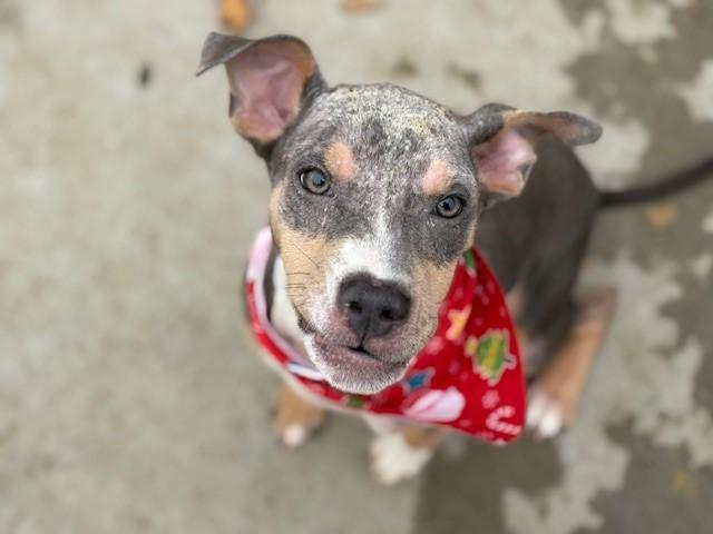 DAN, Adoptable, Young Male Pit Bull Terrier & Mixed Breed.
