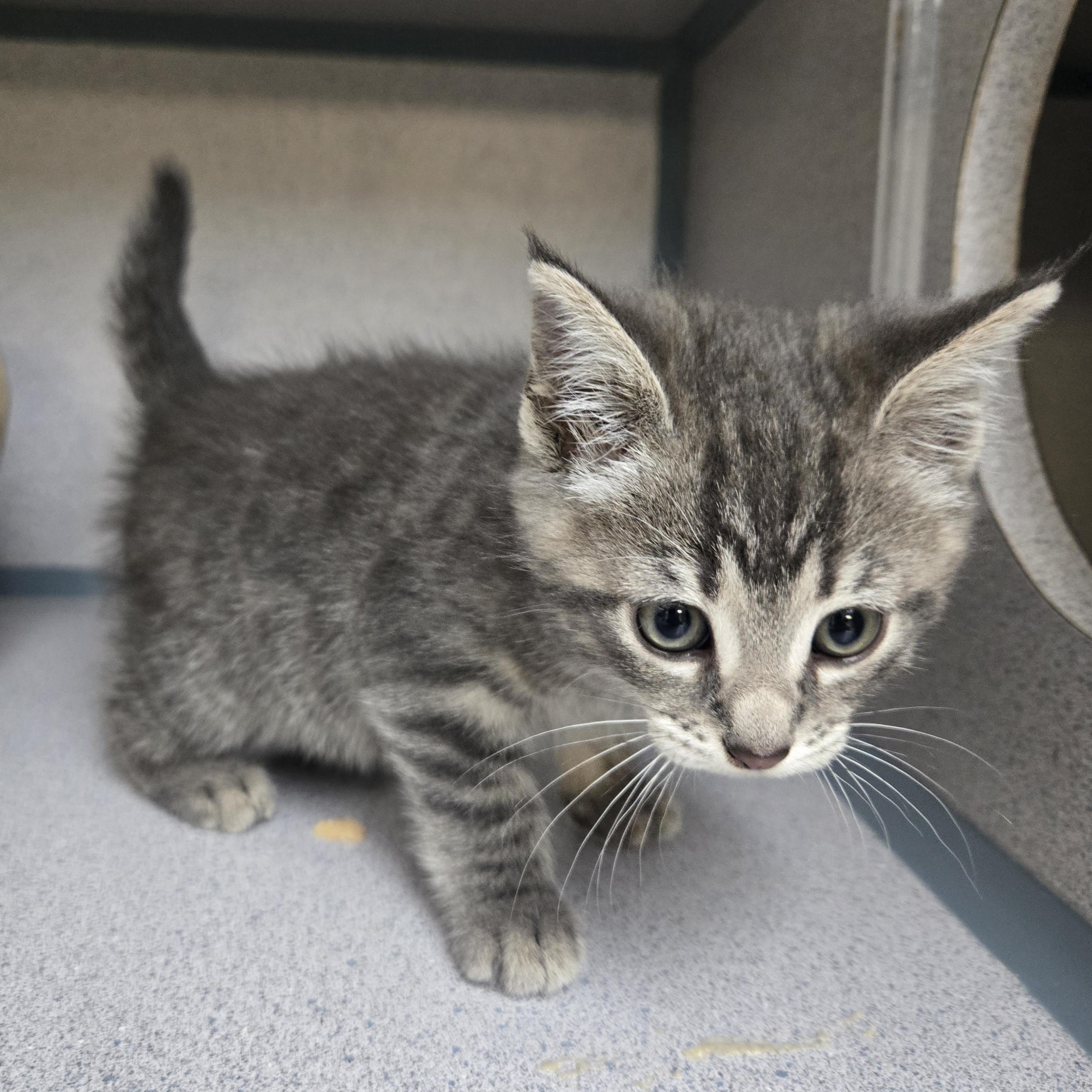 Enlarge Thumper , an adopted Domestic Short Hair in Xenia , OH image 6/6
