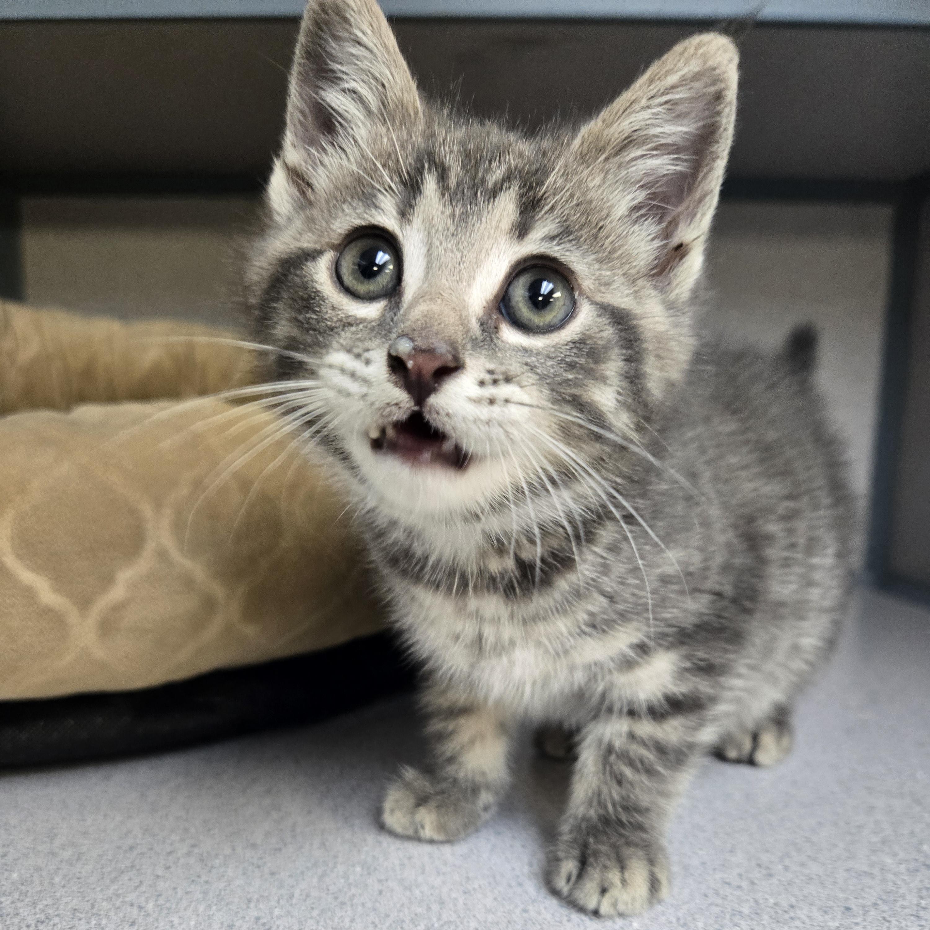 Enlarge Thumper , an adopted Domestic Short Hair in Xenia , OH image 1/6