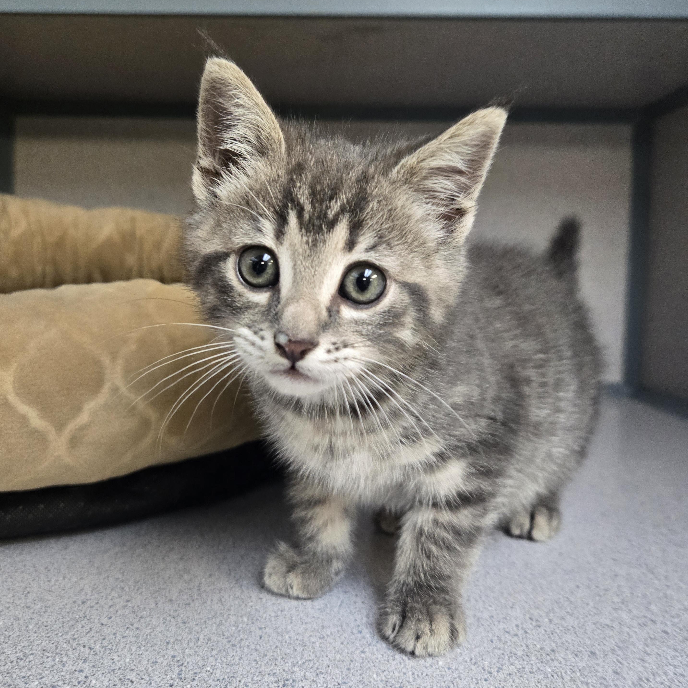 Enlarge Thumper , an adopted Domestic Short Hair in Xenia , OH image 5/6