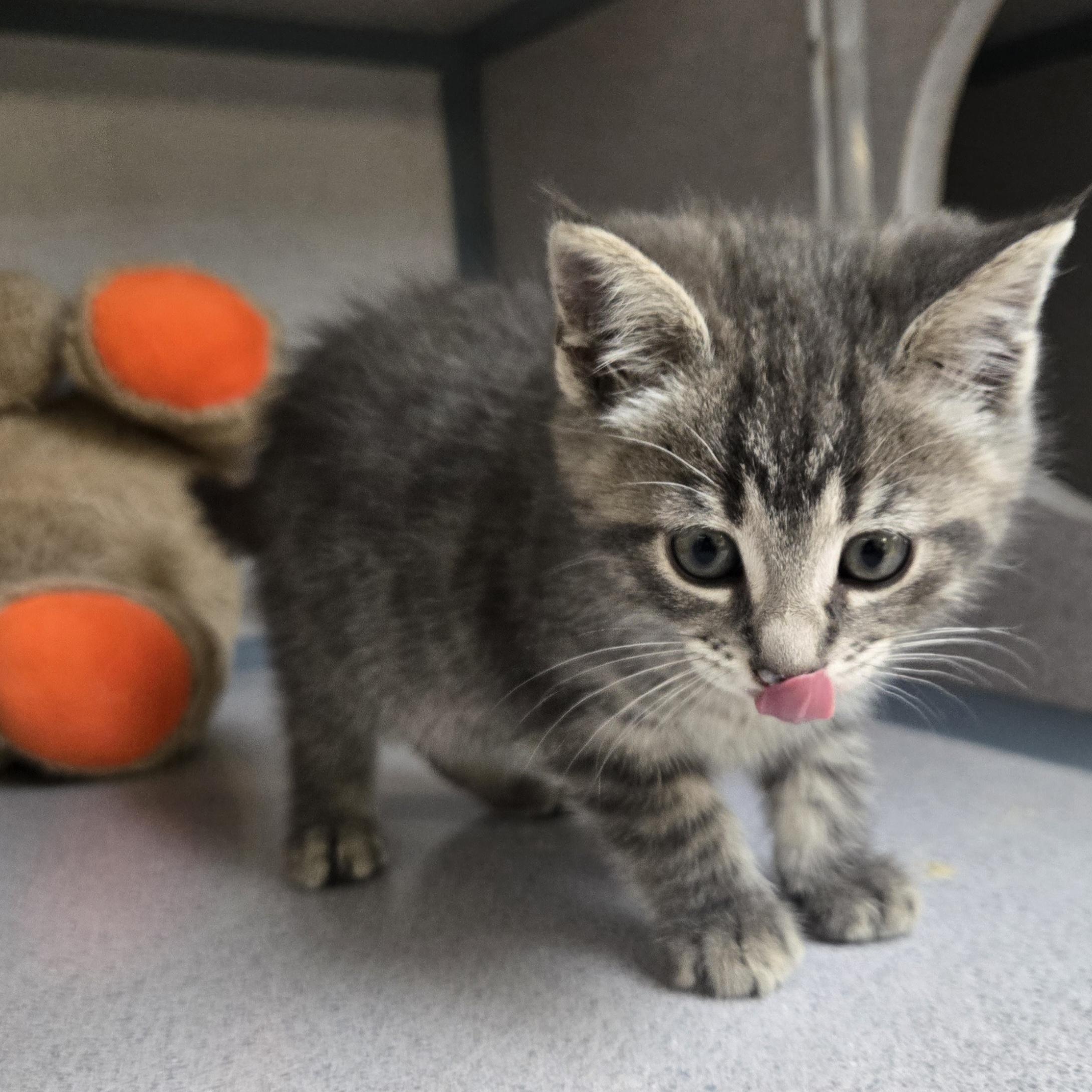 Enlarge Thumper , an adopted Domestic Short Hair in Xenia , OH image 2/6