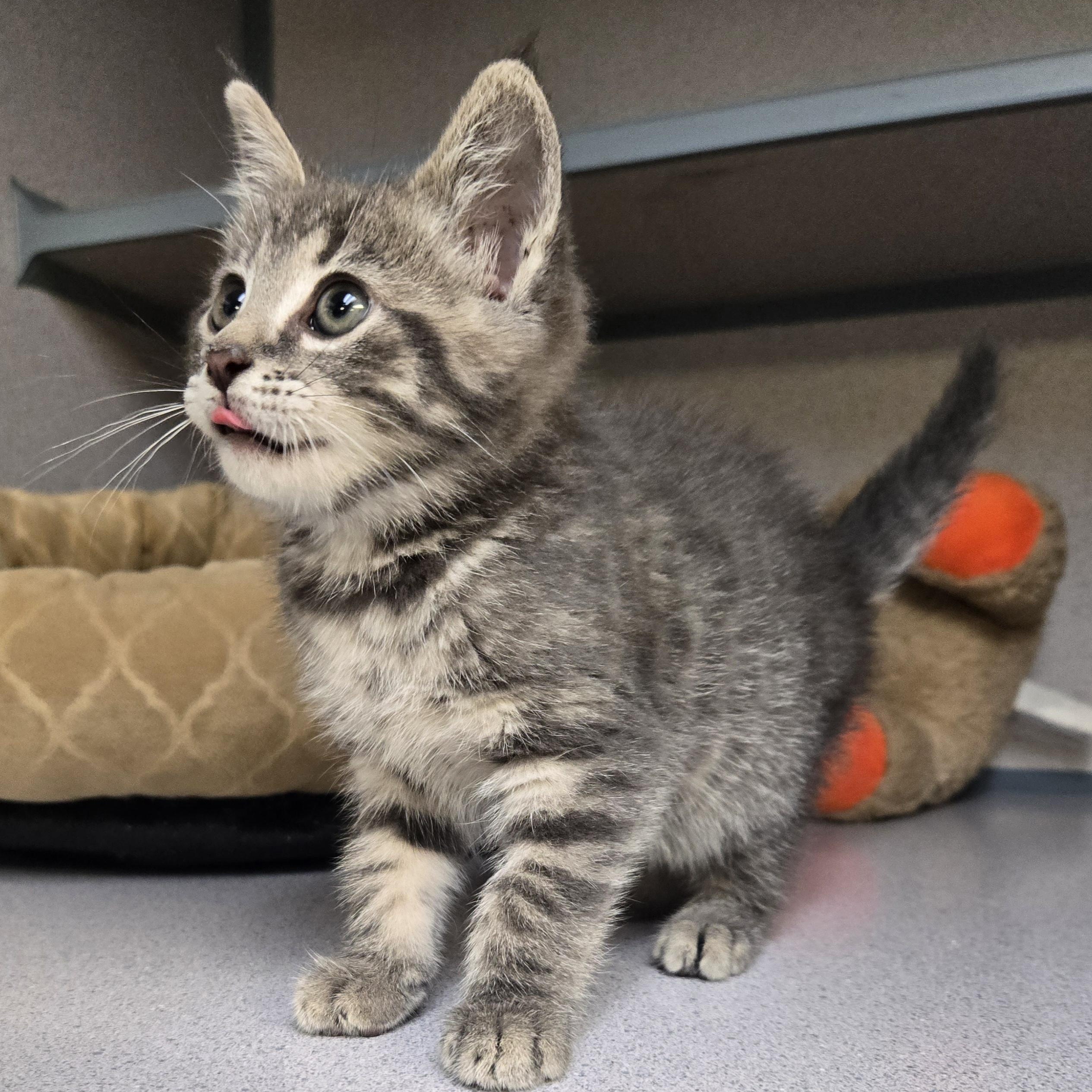 Enlarge Thumper , an adopted Domestic Short Hair in Xenia , OH image 3/6