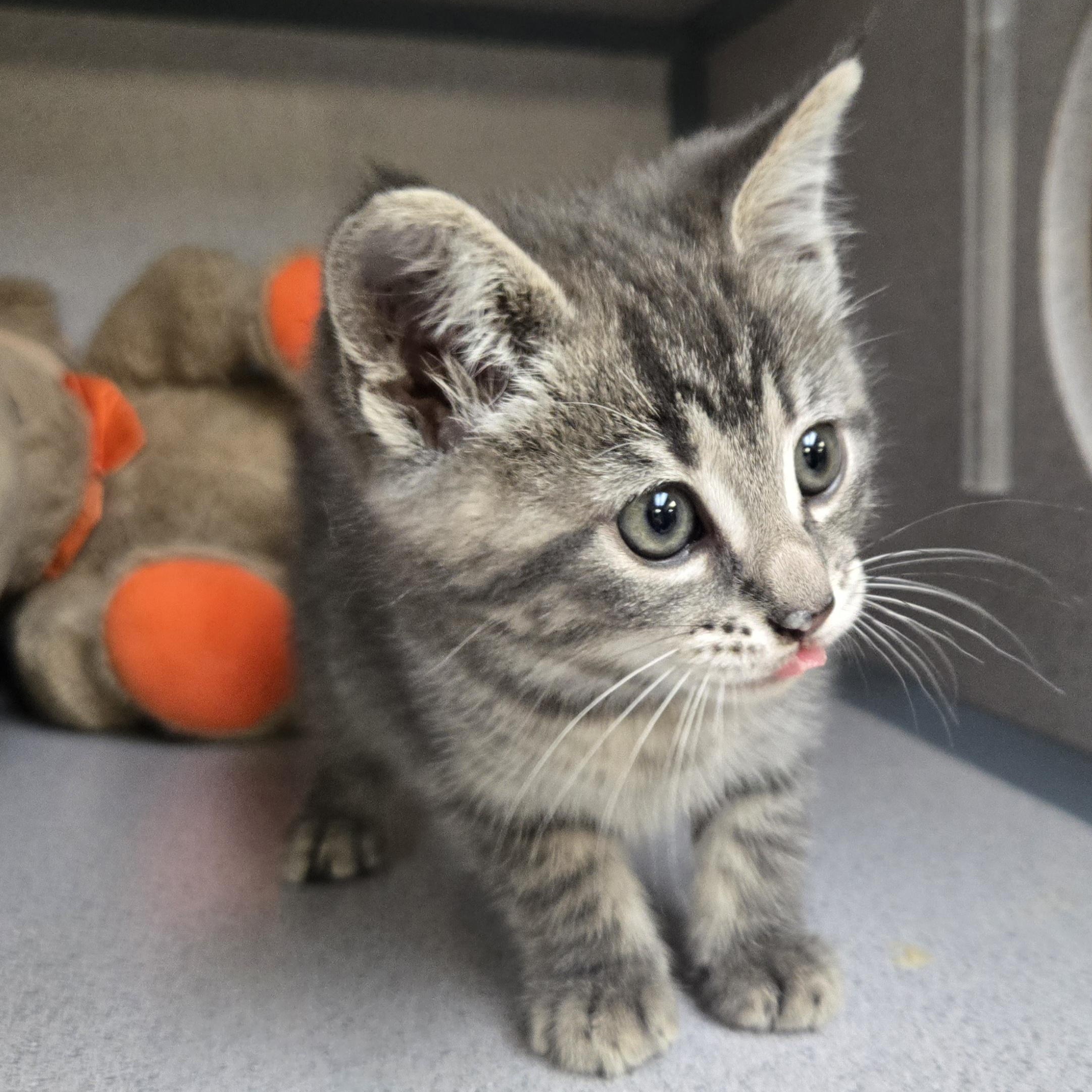 Enlarge Thumper , an adopted Domestic Short Hair in Xenia , OH image 4/6