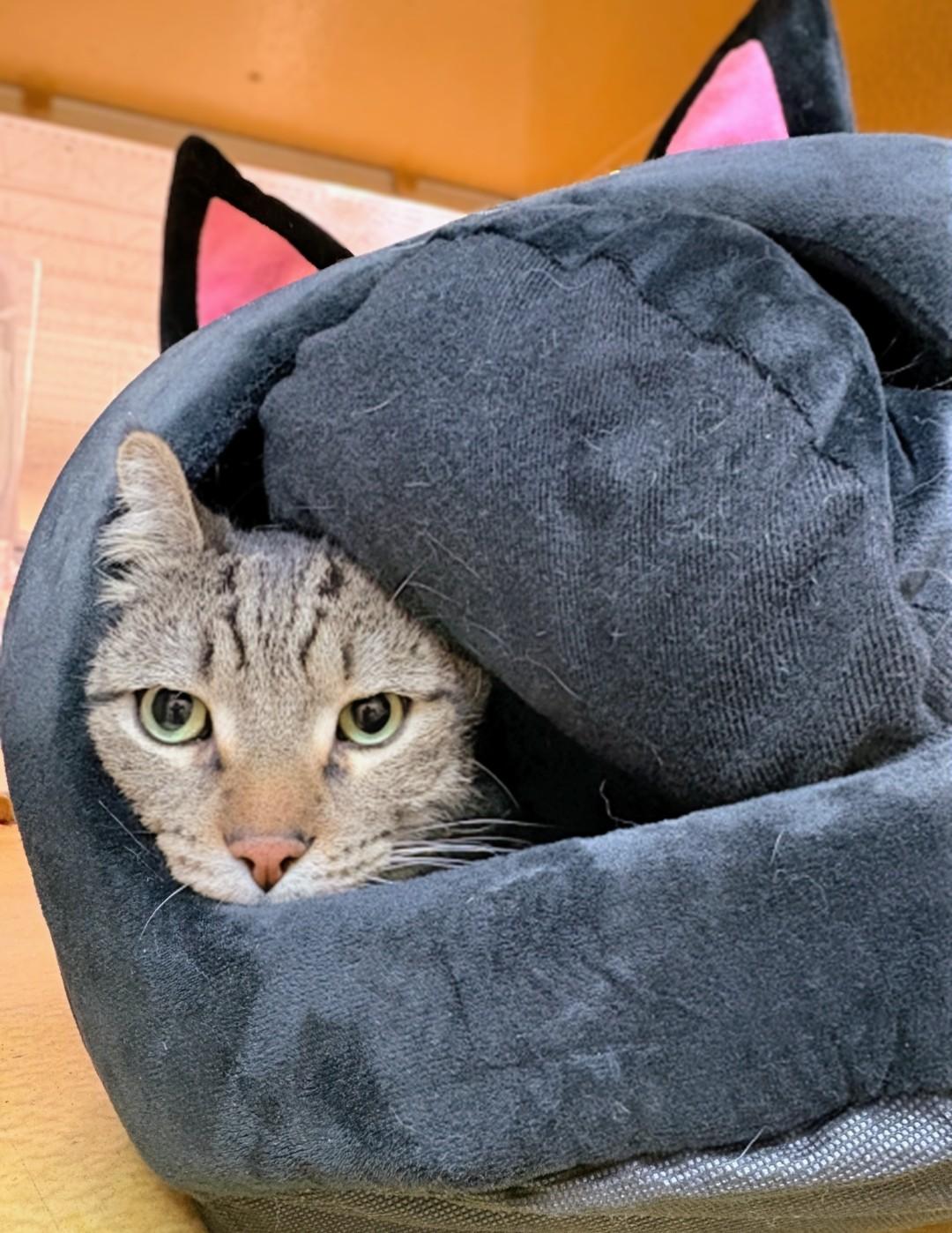 Enlarge Skittish, a Adopted Domestic Short Hair in Reno, NV image 2/3