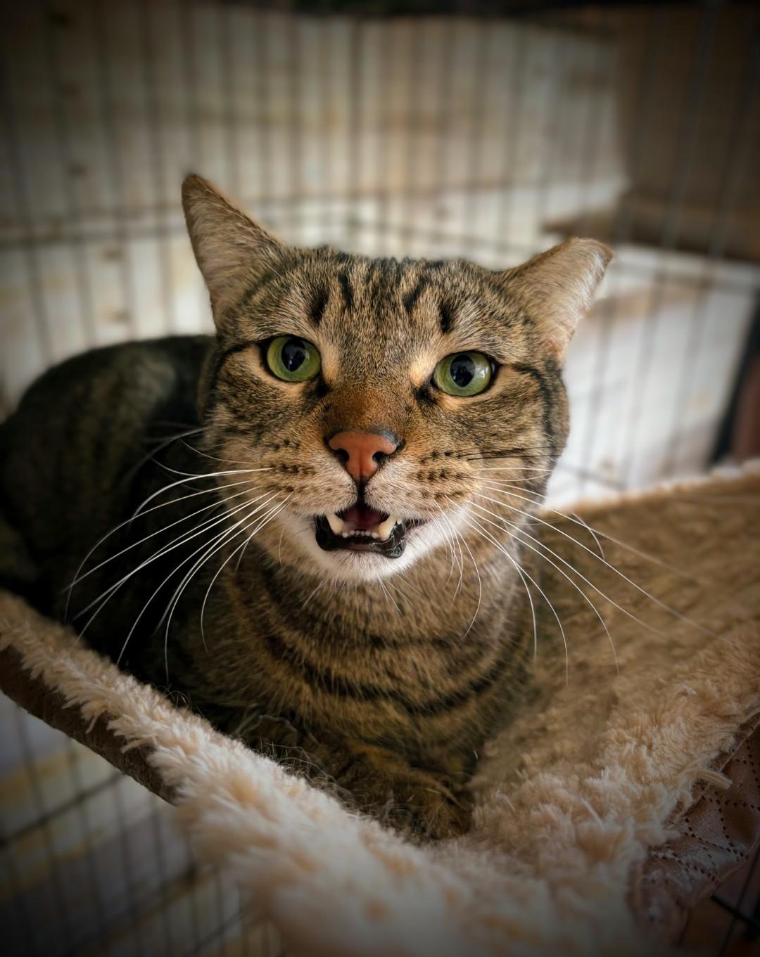Skittish, Adopted, Adult Male Domestic Short Hair.