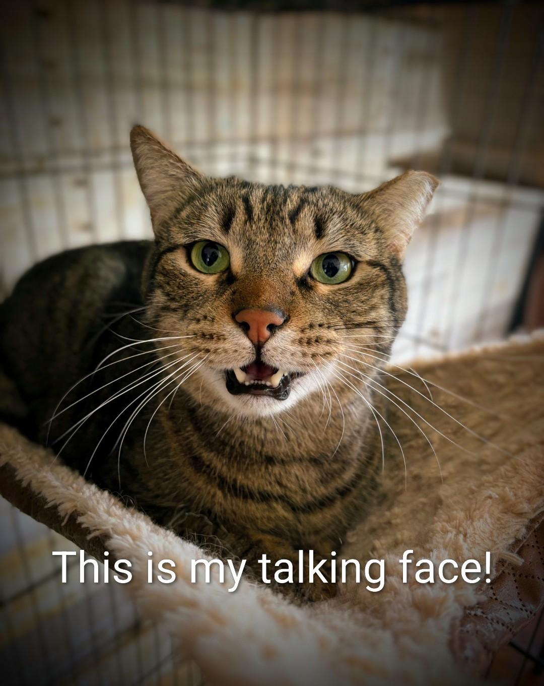 Enlarge Skittish, a Adopted Domestic Short Hair in Reno, NV image 3/3