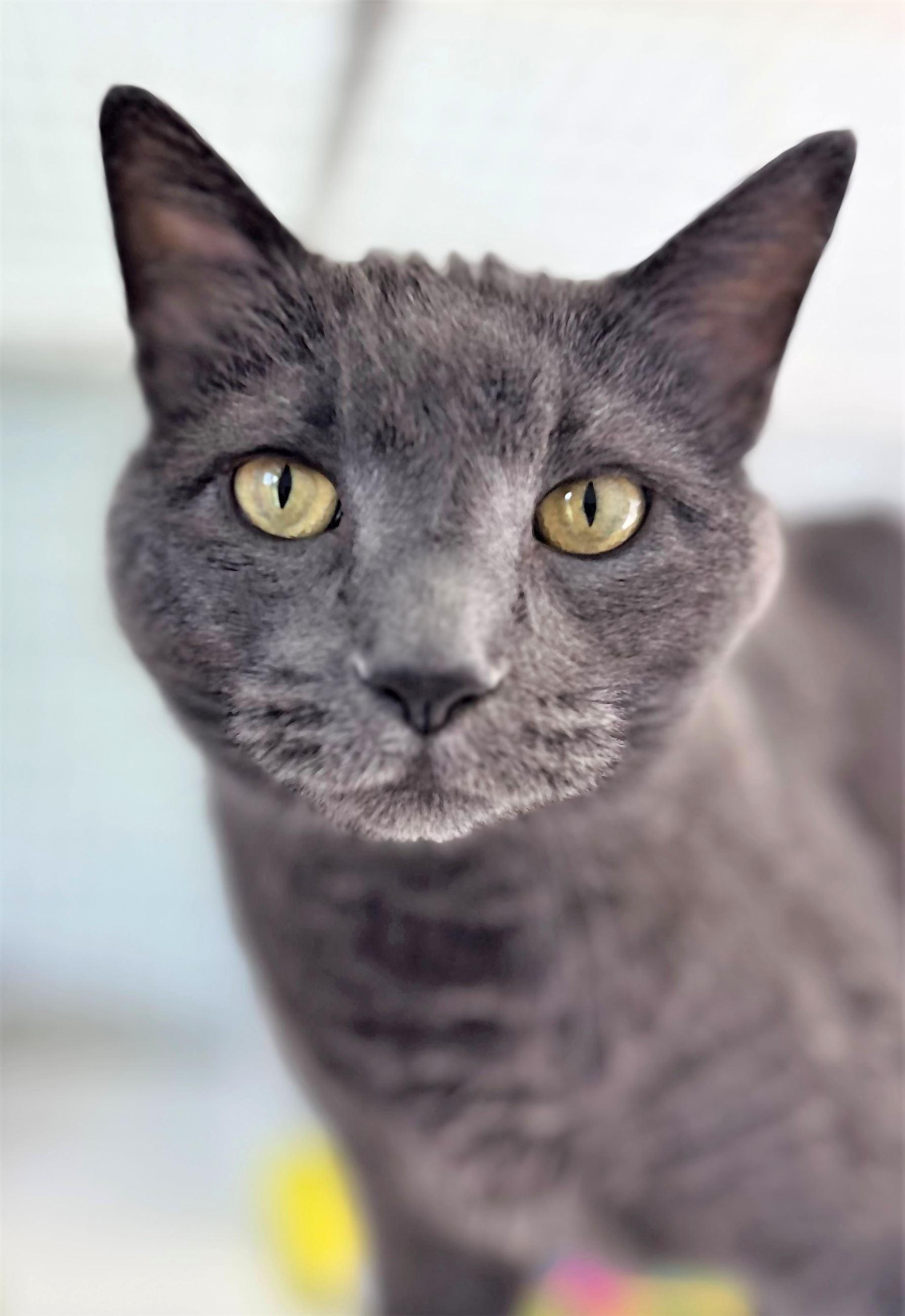 Newton, adopted, Adult Male Domestic Short Hair.