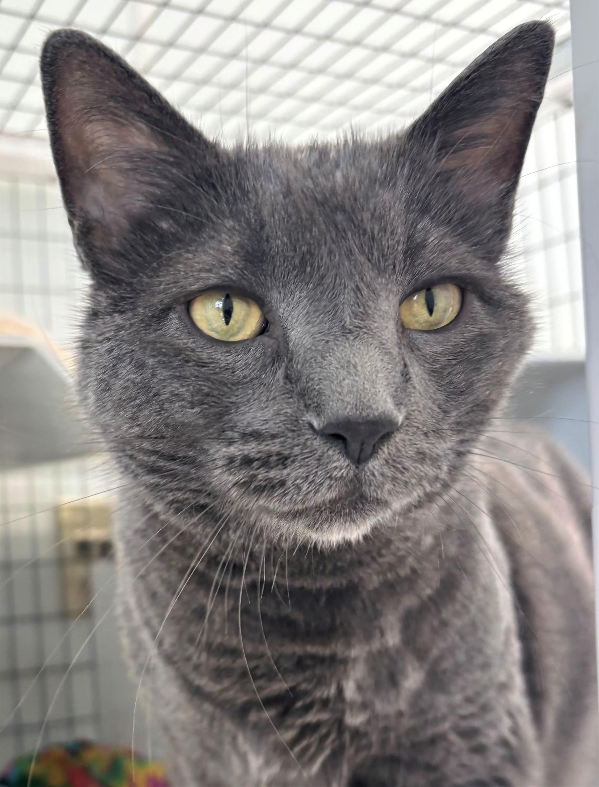 Newton, an adopted Domestic Short Hair in Iowa City, IA image 2/2
