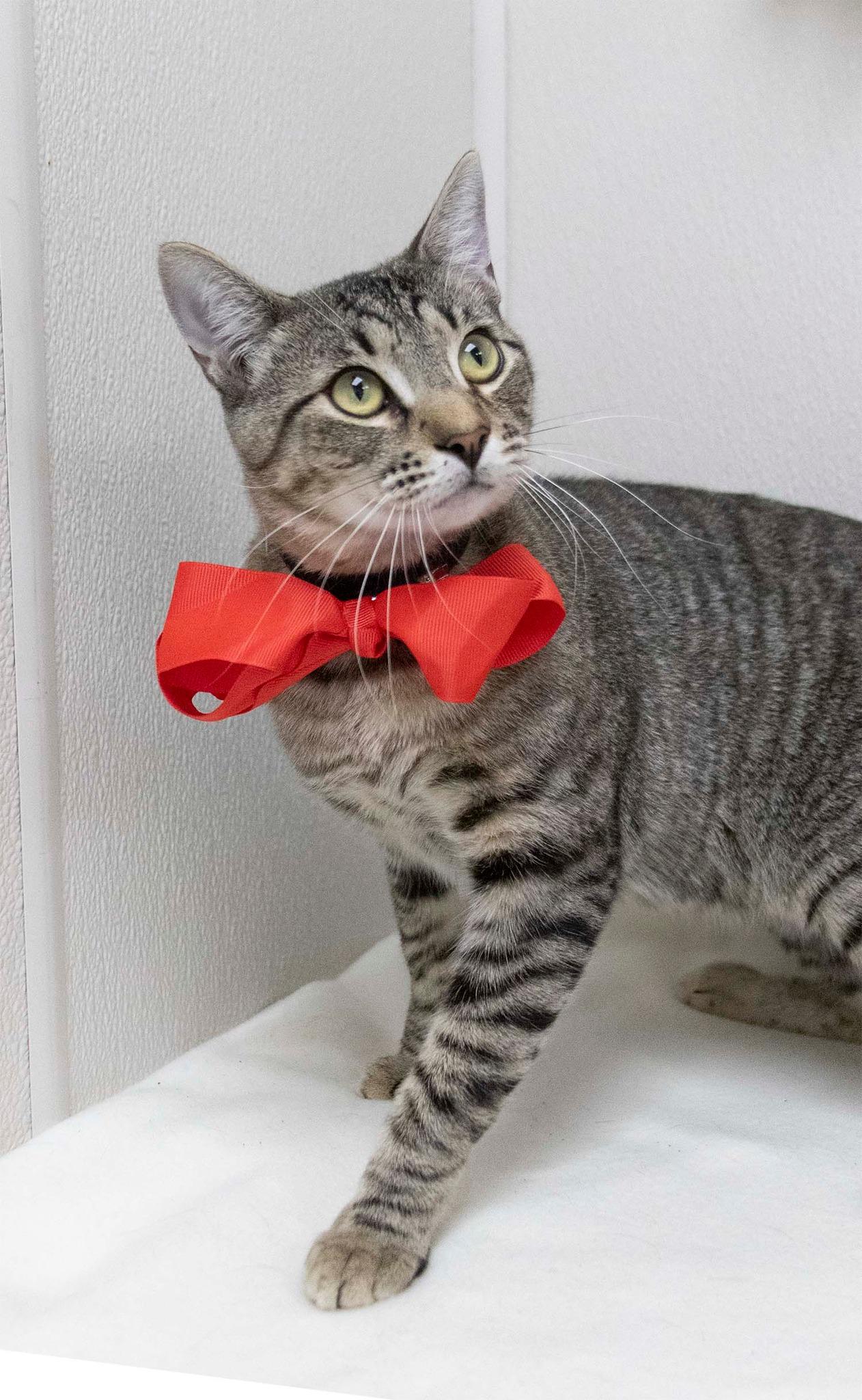 Kitter, Adoptable, Adult Male Tabby.