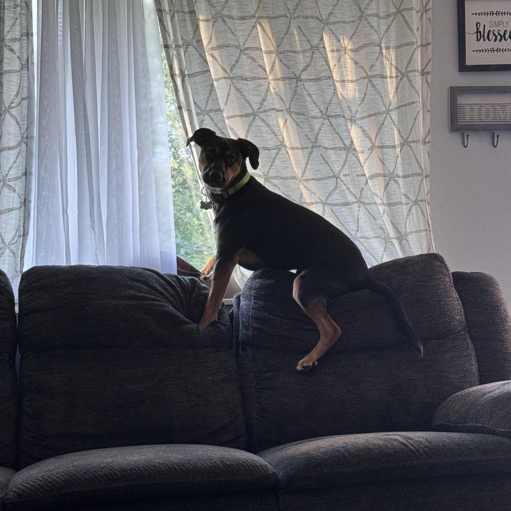 Vortex, Adoptable, Young Male German Shorthaired Pointer & Cattle Dog.