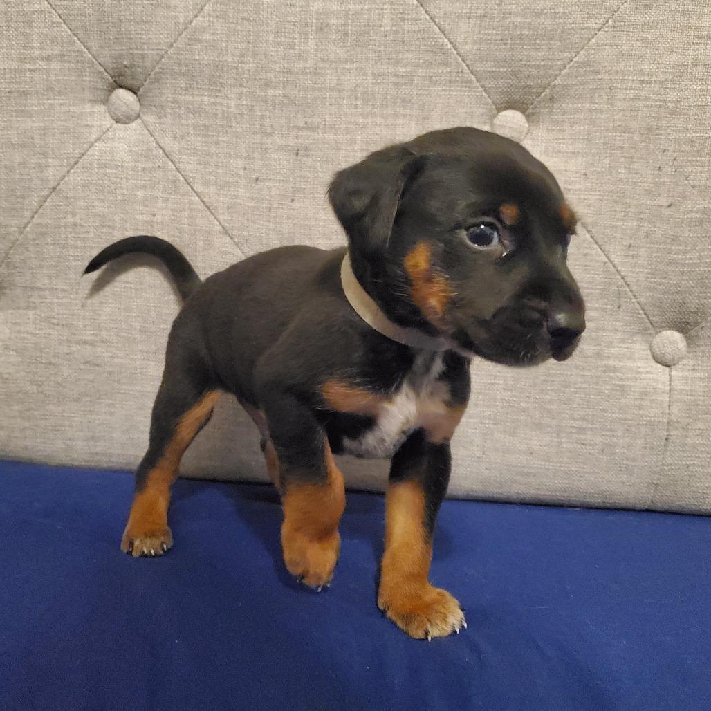 Enlarge Vortex, a Adoptable mixed breed in Springboro, OH image 2/6