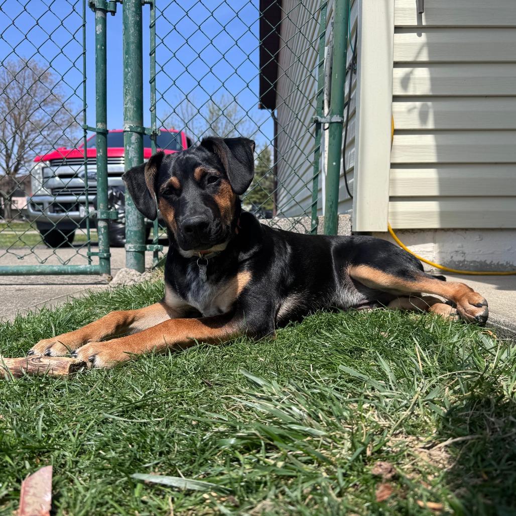 Enlarge Vortex, a Adoptable mixed breed in Springboro, OH image 6/6