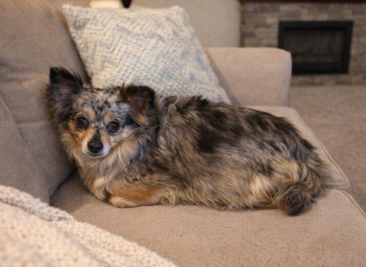 Callie, adopted, Adult Female Chihuahua.